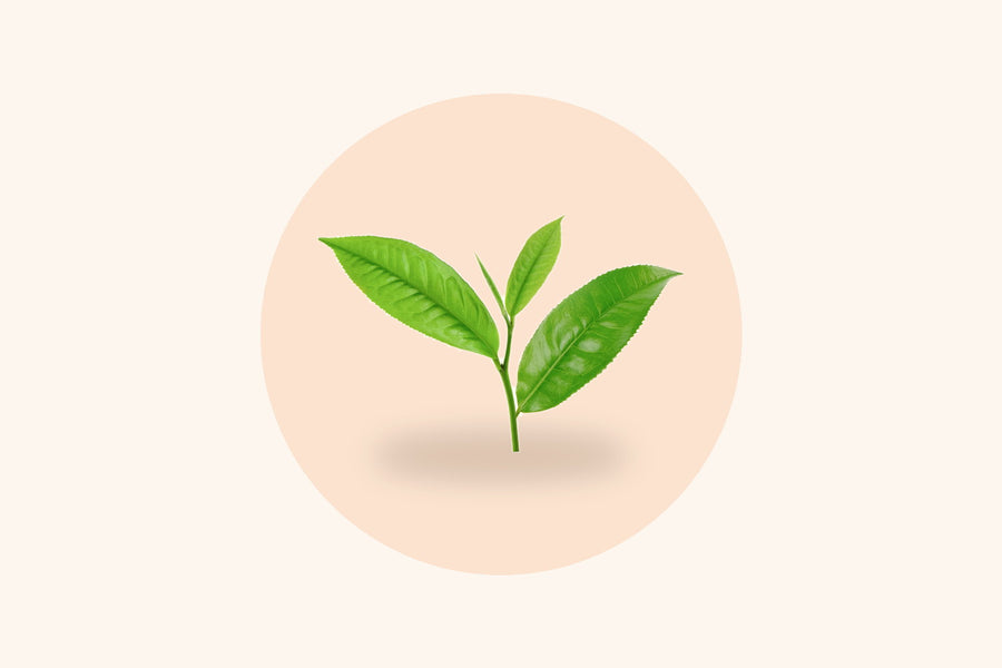 A tea leaf, the plant L-Theanine comes from