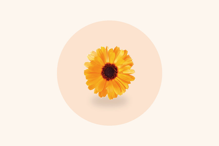A calendula flower, the plant Lutein is extracted from