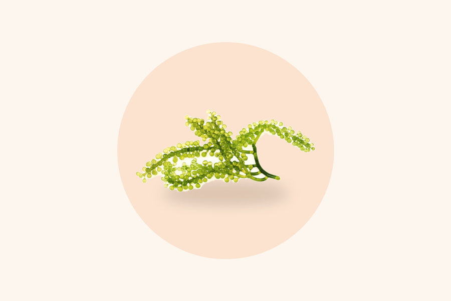 Green sea grapes, a seaweed and a natural source of Iodine
