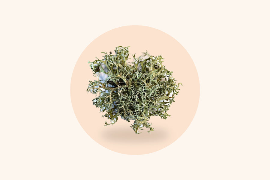 Branched lichen, the plant the Vitamin D3 in BrainBoost+ is made from